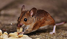 24 Hour & Emergency Exterminators in Popsquash, VT
